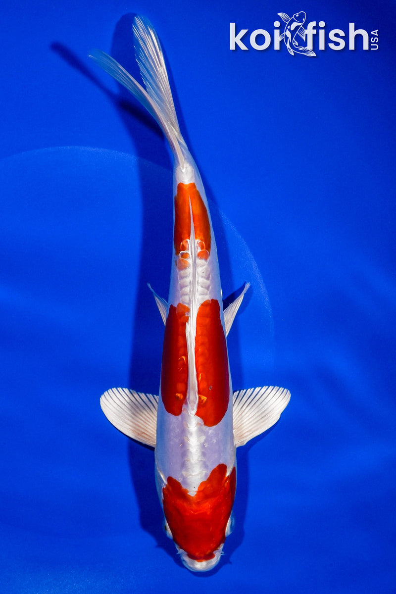 9" KIKUSUI