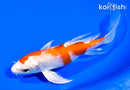 7" HARIWAKE BUTTERFLY