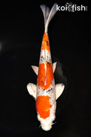 9.5" GINRIN YAMATO NISHIKI