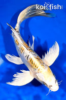 10.75" KIN KIKOKKURYU BUTTERFLY