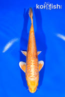7" ARAGOKE YAMABUKI OGON