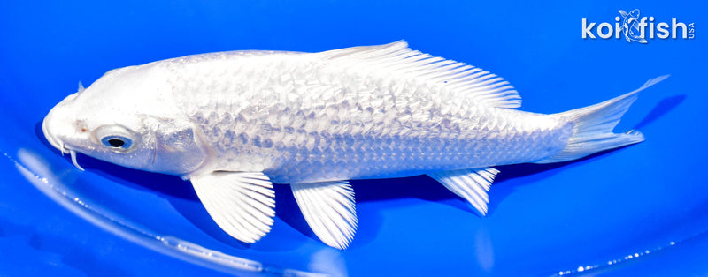 7.25" GINRIN PLATINUM OGON