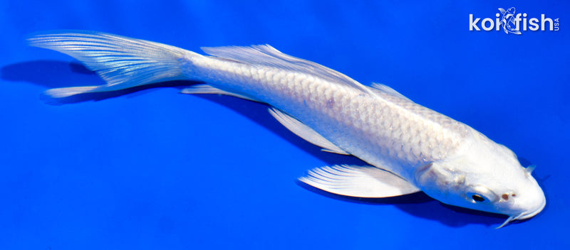 6" PLATINUM OGON BUTTERFLY