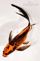 8.5" BENI KIKOKURYU BUTTERFLY