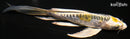 6.25" DOITSU KUJAKU BUTTERFLY