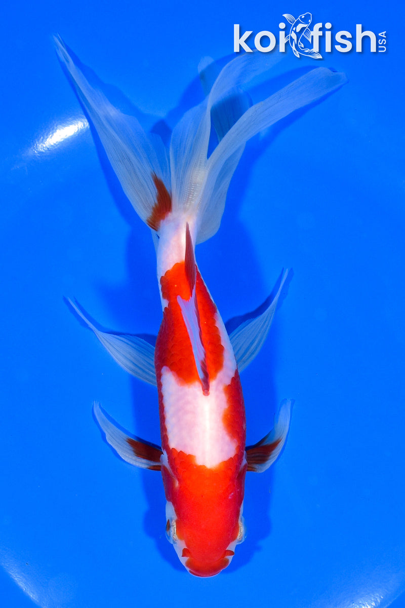 7" SARASA WATONAI GOLDFISH