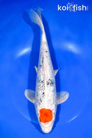 11" GINRIN TANCHO YAMATO NISHIKI