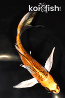 6.75" KUJAKU BUTTERFLY