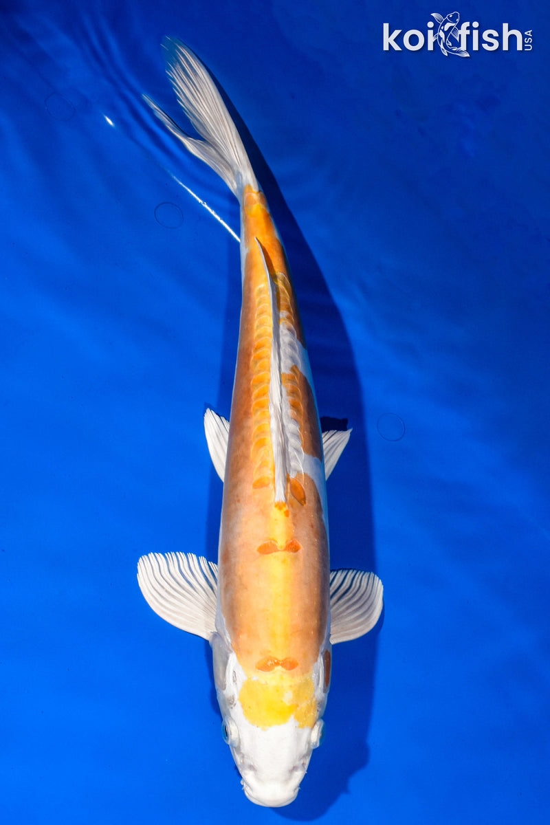 15.5" KIKUSUI