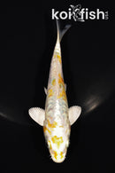 5.25" ARAGOKE HEISEI NISHIKI