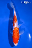 7.75" GINRIN KOHAKU