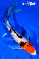 9.25" SANKE BUTTERFLY
