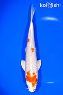 8.25" HARIWAKE