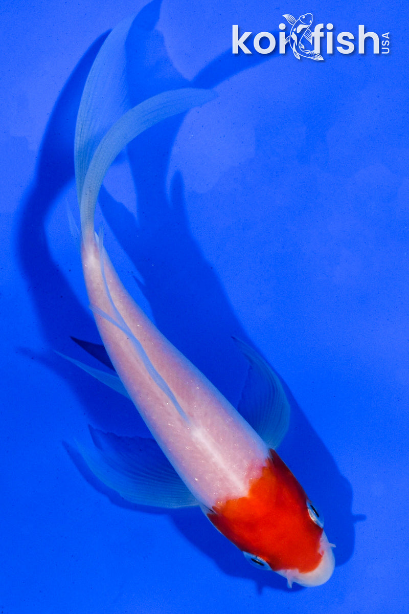 5" HOODED KOHAKU BUTTERFLY