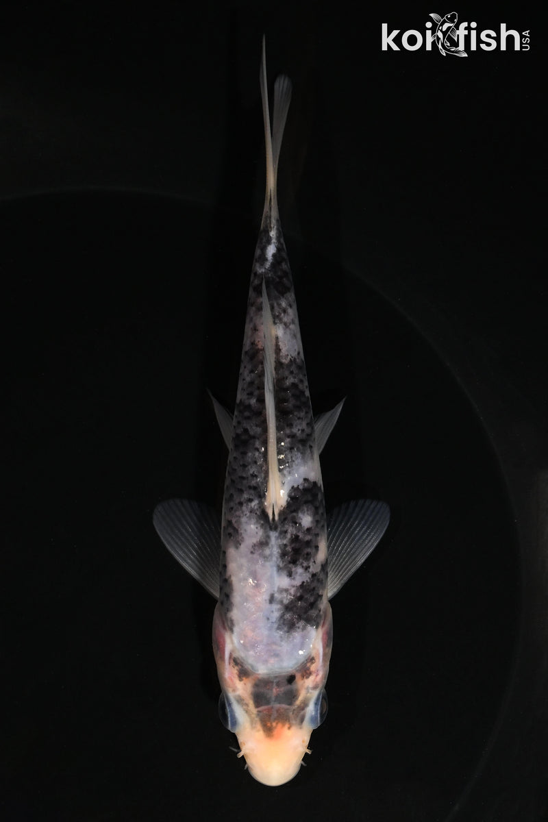 5.25" MATSUKAWABAKE