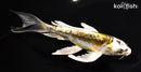 7.75" KIN KIKOKURYU BUTTERFLY
