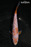 6.25" DOITSU OCHIBA SHIGURE