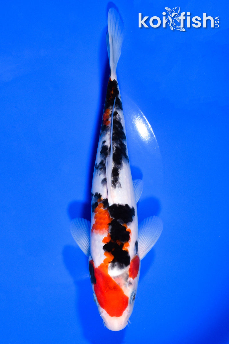 8.25" SANKE