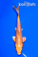 5.25" GINRIN ORENJI OGON