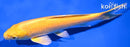 7.25" YAMABUKI OGON