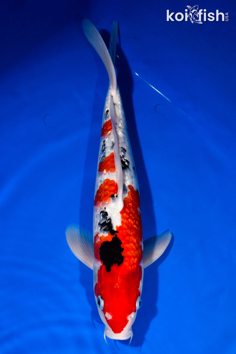 14.5" GINRIN SANKE