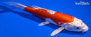 7.5" HEISEI NISHIKI