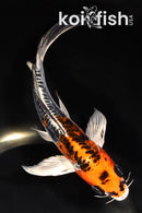 6.5" BENI KIKOKURYU BUTTERFLY