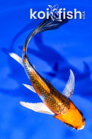 4.25" KUJAKU BUTTERFLY