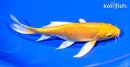 6.75" YAMABUKI OGON BUTTERFLY