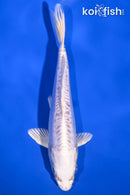 6.25" DOITSU PLATINUM OGON