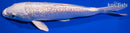 7.25" GINRIN PLATINUM OGON