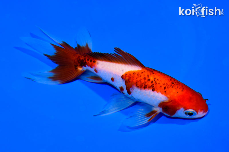5.25" WATONAI GOLDFISH