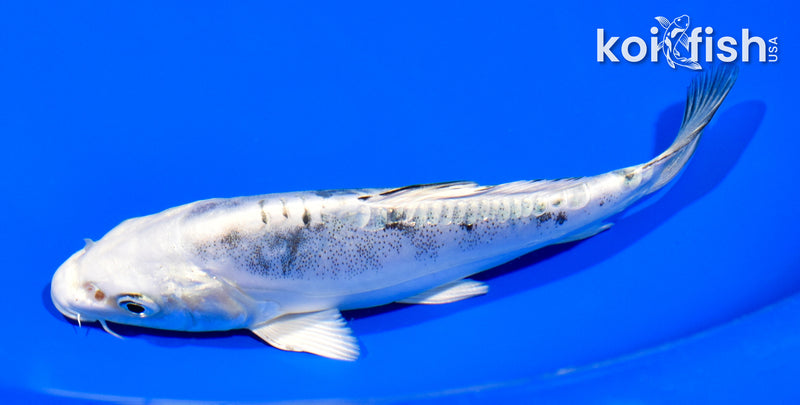 6" DOITSU GIN SHIRO BEKKO