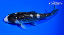 5" GINRIN MATSUKAWABAKE
