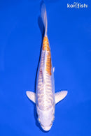 6.75" KIKUSUI