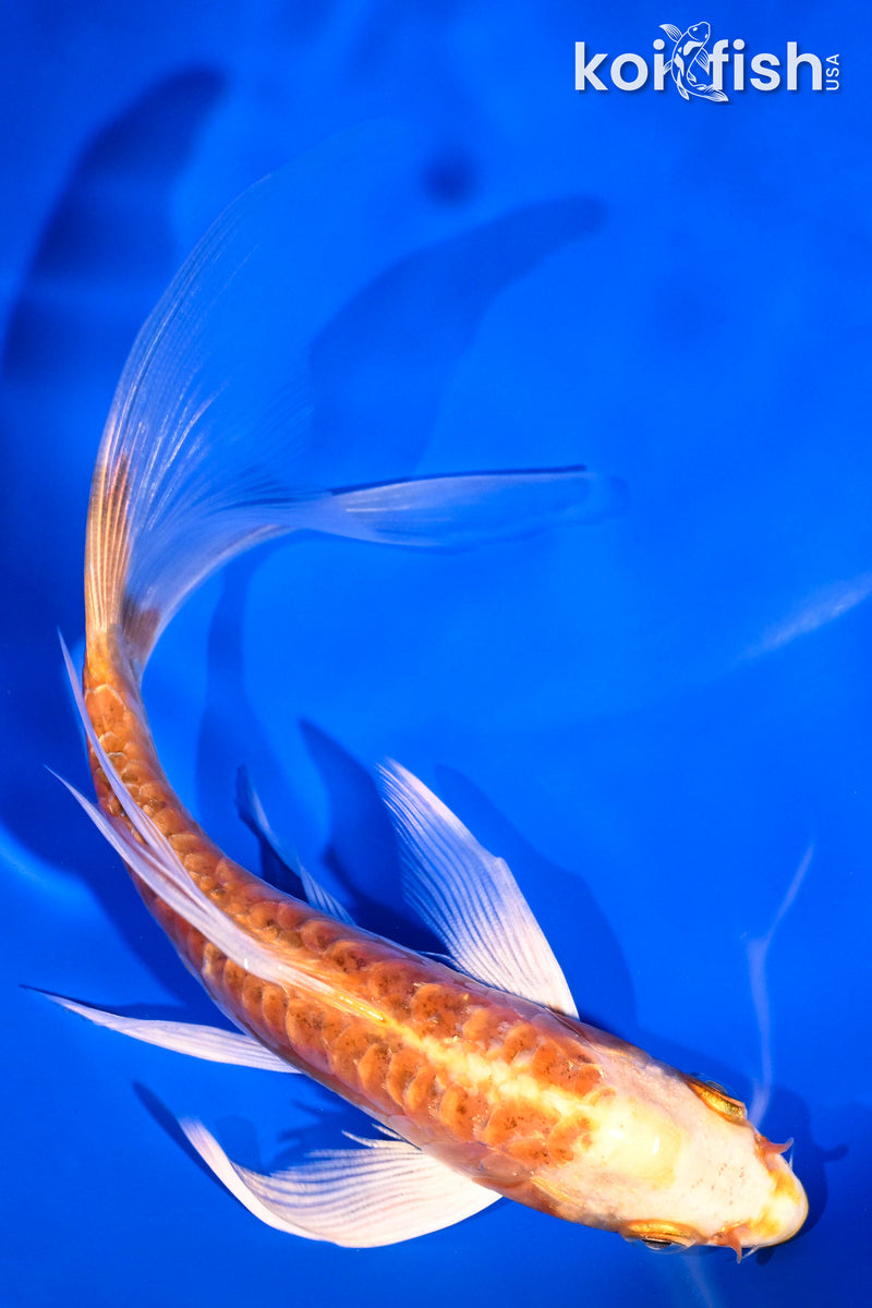 6.25" ARAGOKE ORENJI OGON BUTTERFLY