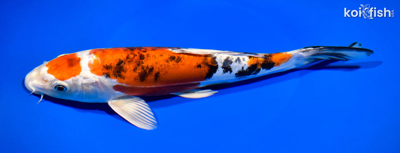 10.5" MARUTEN HEISEI NISHIKI