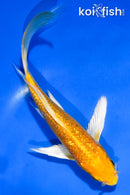 6" GINRIN YAMABUKI OGON BUTTERFLY