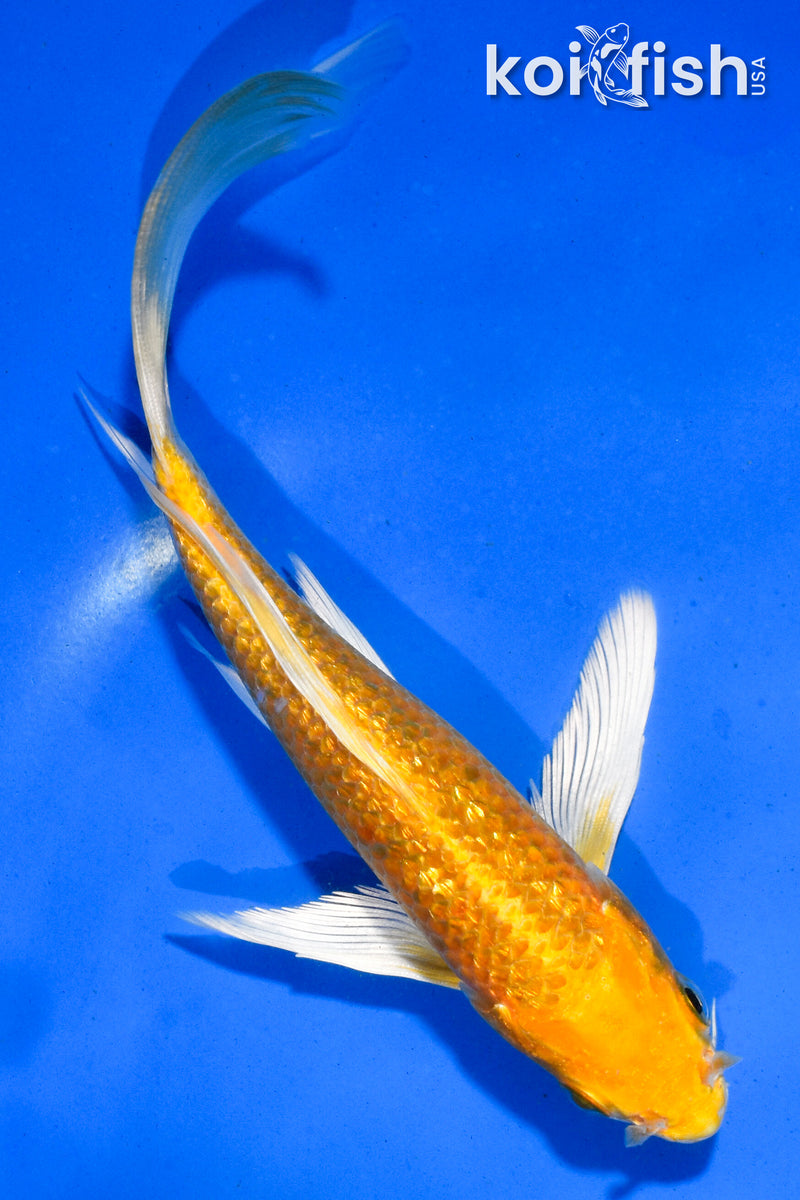 6" GINRIN YAMABUKI OGON BUTTERFLY