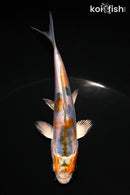 4.75" HEISEI NISHIKI