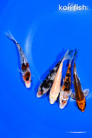 PACK OF (5) 4.25-4.5" STANDARD KOI