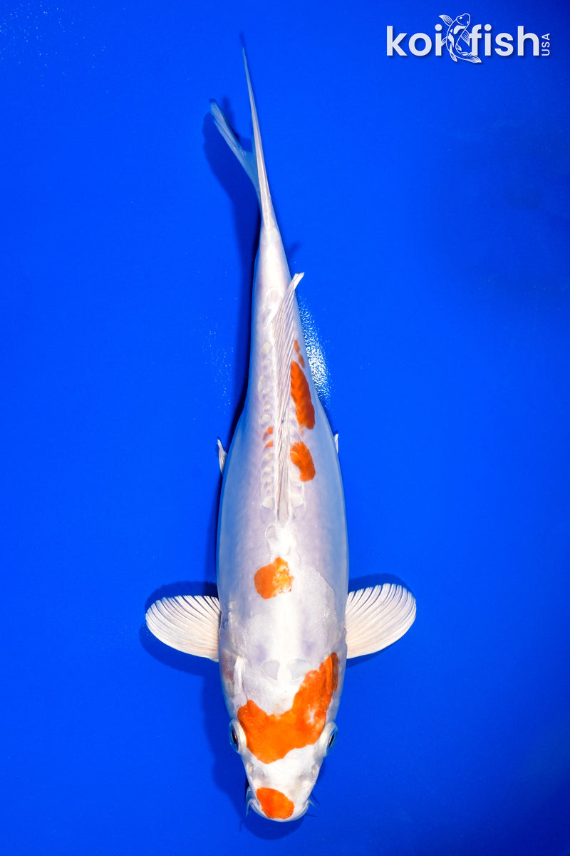 11" KIKUSUI