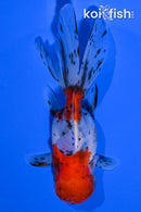 4.5" ORANDA GOLDFISH