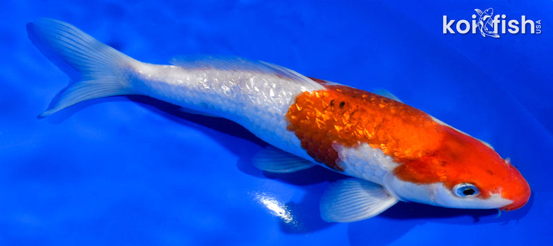 6.5" GINRIN KOHAKU