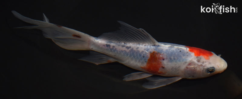 8.25" SHUBUNKIN GOLDFISH