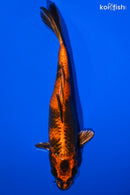 7" KIN HI UTSURI