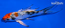 5" YAMATO NISHIKI BUTTERFLY