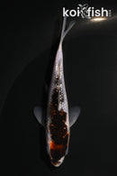 4.5" GINRIN BUDO GOROMO