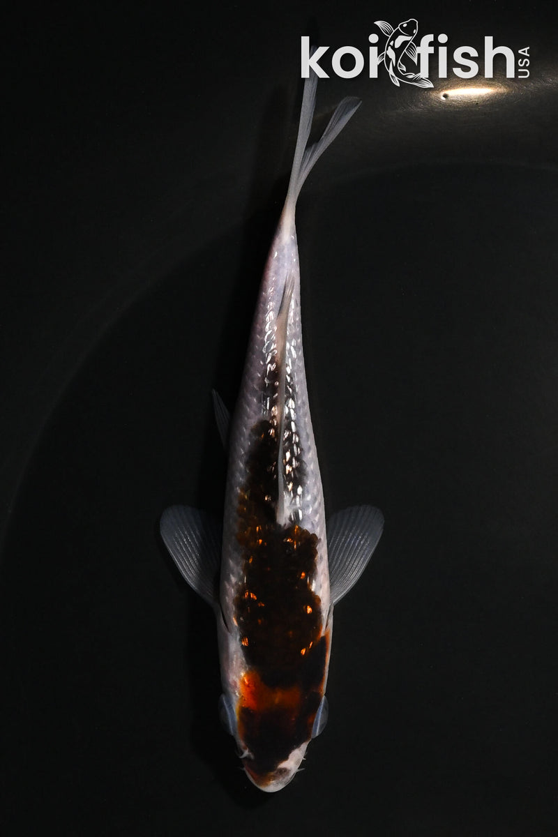 4.5" GINRIN BUDO GOROMO