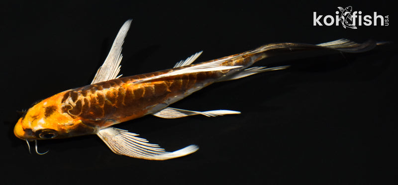 6" BENI KIKOKURYU BUTTERFLY